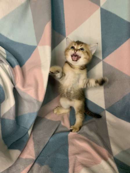 Шотландские котята в Москве фото 7