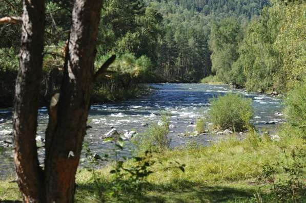 Land for sale russia in the altai в Бийске фото 5