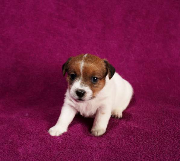 Щенки в Симферополе фото 12