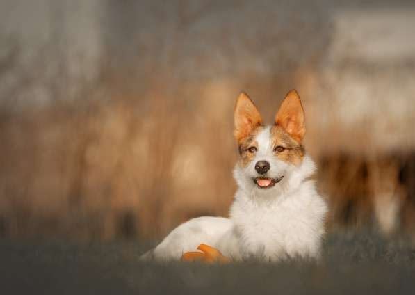 Белая пушистая компактная собачка в Санкт-Петербурге фото 32