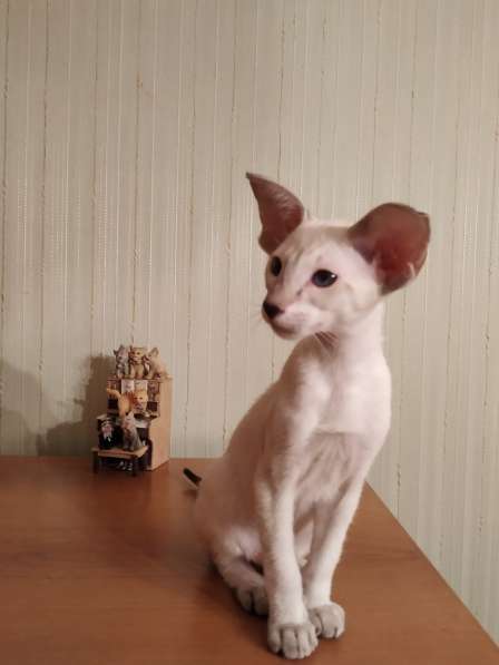 Oriental cat with blue eyes ? в Москве фото 3