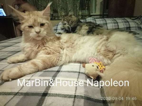 Продажа котят мейн кун из Луганского питомника MarBin&House в фото 4