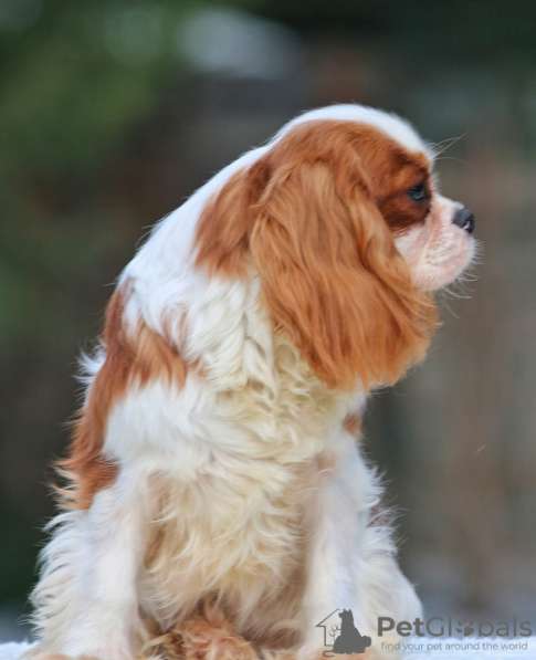 Cavalier King Charles Spaniel Puppy в Москве фото 3