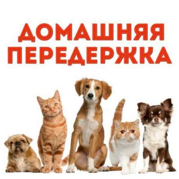 Собаки, кошки, животные