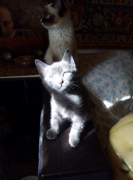 Котики в добрые руки в Волгограде фото 10
