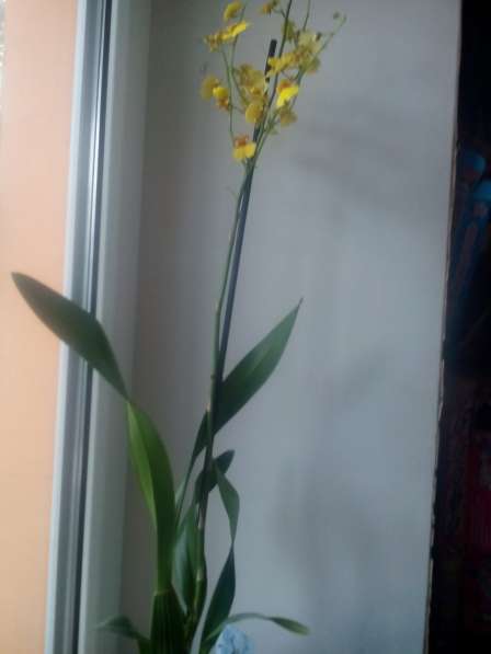 В наличии орхидеи цветущие и не цветущие в фото 10