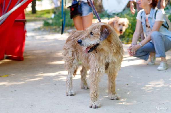 Рыжий бородач УХО ищет ответственных хозяев в Москве фото 5