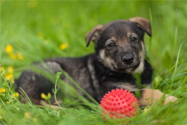 Чудесные щенки ищут дом (мальчики и девочки) в Москве фото 7