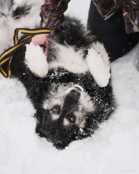 Пушистая весёлая Дакота ищет семью в Москве фото 11