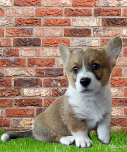 Мальчики вельш корги кардиган в фото 7