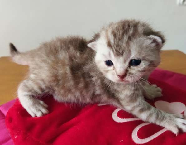Скоттиш фолд и Скоттиш страйт шиншиллыРодословная в фото 6