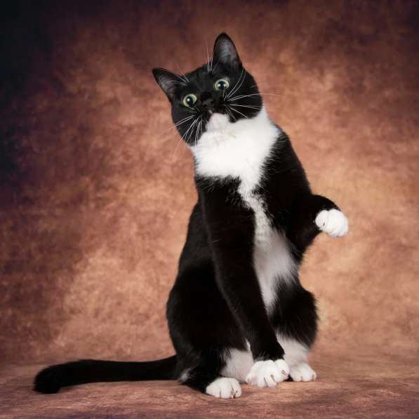 Кошечка Майя ищет семью в Москве фото 5