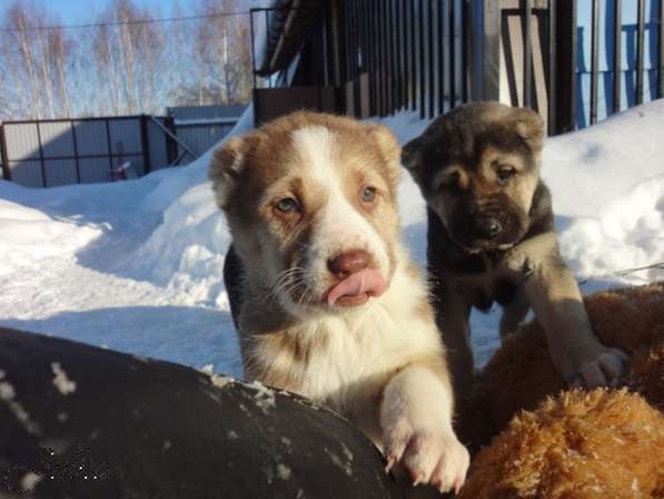 Продаются щенки САО(алабаи),от отарников Таджикистана в Владимире фото 17