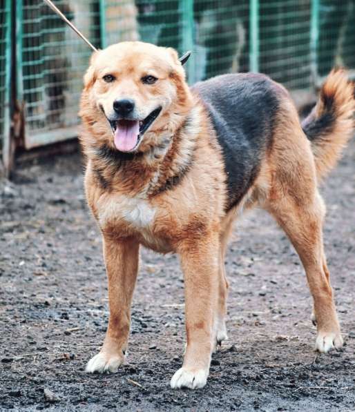 Собака очень ждёт хозяина в Москве