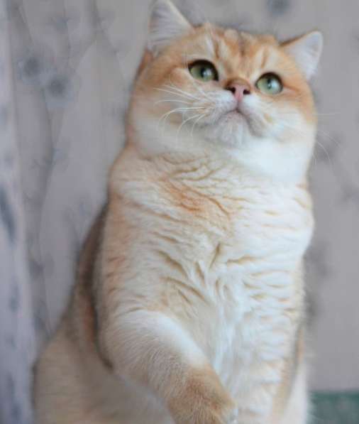 Предлагаем вам котят элитной породы британская золотая шинл в фото 8