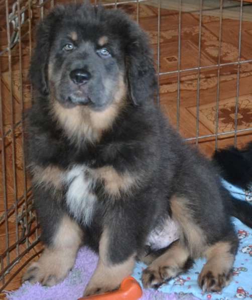 Тибетский мастиф - лучший страж на территории в Москве фото 21