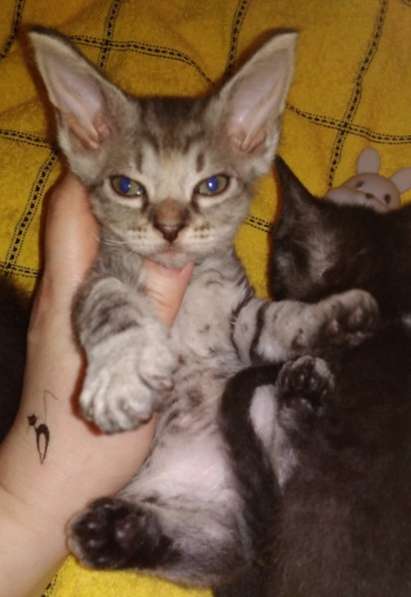 Кудрявые эльфы, каракулевые, элитные котята Девон-Рекс в Санкт-Петербурге фото 39