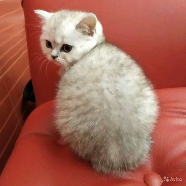 Шотландская серебряная девочка в Симферополе фото 4