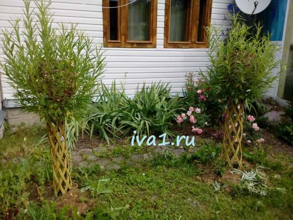 Плетеные деревья из ивы в Санкт-Петербурге фото 7