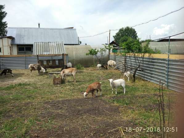 Продаем баранчиков Катумской породы в Екатеринбурге фото 7