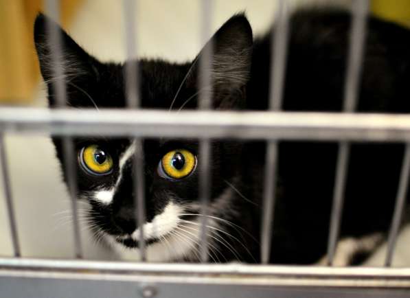 Кот Азор ищет дом в Москве фото 4