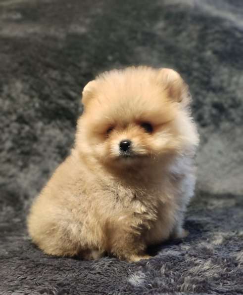 Померанский шпиц. Мини