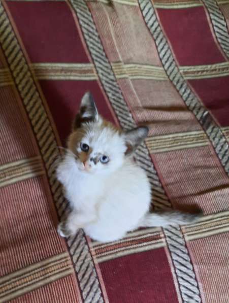 Чистокровный тайский котёнок, 2 месяца, девочка