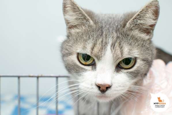 Паффи - кошка, способная восхищать в Москве