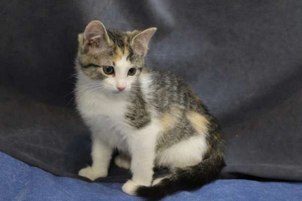 Котенок-ангелочек в Санкт-Петербурге фото 19