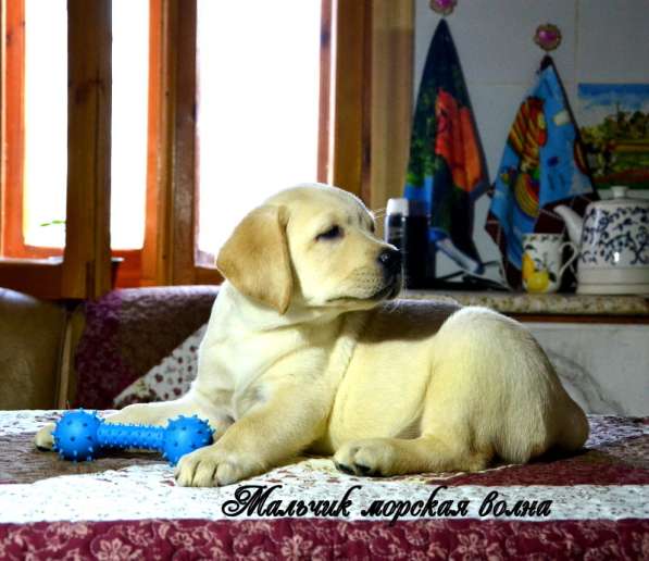 Щенки лабрадора из питомника в Белгороде фото 11