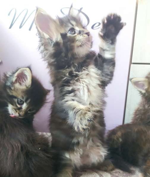 Продажа котят мейн-кун в Омске фото 31