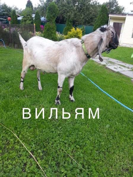 Нубийские козлята в Москве фото 5