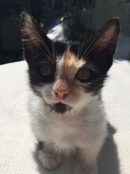 Котята в Кисловодске фото 69