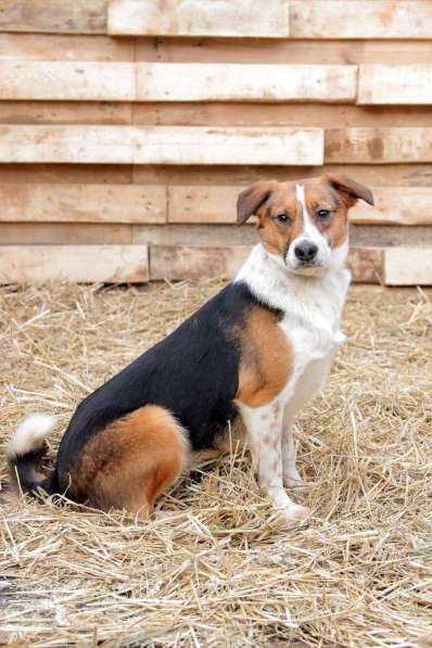 Метис бигля Мисти в дар в Москве