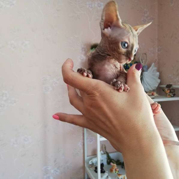 Продаются очаровательные котята канадского сфинкса в Кирове фото 4