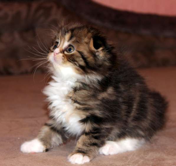 Шотландский вислоухий котёнок Нектар) в Екатеринбурге фото 8