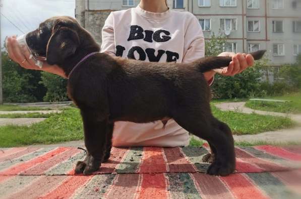 Щенки лабрадора ретривера & Labrador Retriever Puppies в Москве фото 3