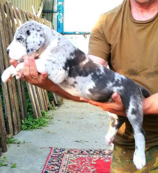 Щенки немецкого дога в Краснодаре фото 8