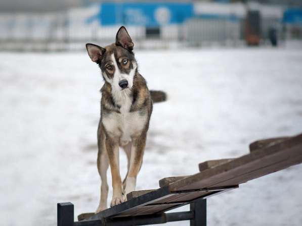 Шикарный молодой пес Салярис, близкий метис хаски в дар в Санкт-Петербурге фото 4