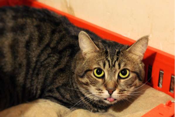 Скоро ли Стенли встретит своего хозяина в Москве фото 3