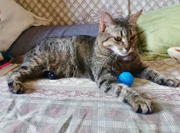 Алиса &mdash; беззащитное существо ищет дом в Москве фото 12