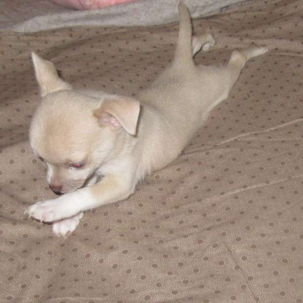 Шикарный мальчик чихуахуа в Москве фото 6