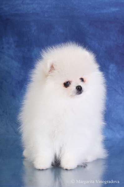 Девочка померанский шпиц шоу класс в Санкт-Петербурге фото 10