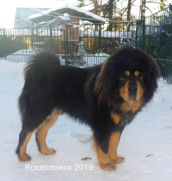 Тибетский мастиф - щенки в Санкт-Петербурге фото 13