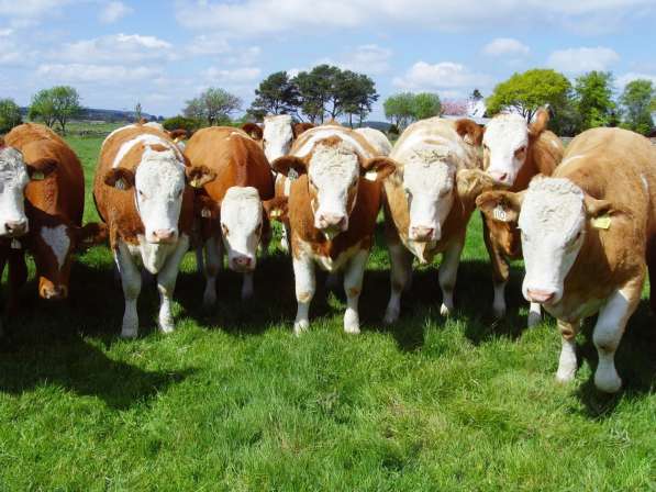 Коровы из России в Сибае фото 23