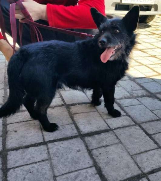 Карманный пёсик в Санкт-Петербурге фото 17