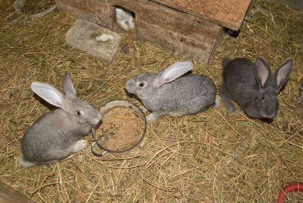 Кролики по 1000 рублей