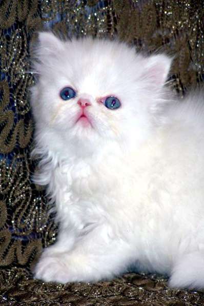 Persian, Himalayan, Chinchilla Kittens For Sale в фото 3
