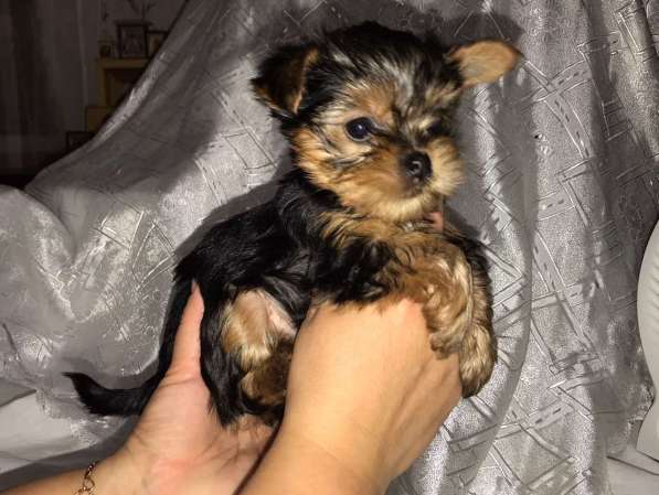 Продается щенок йоркширского терьера в Дзержинске фото 4