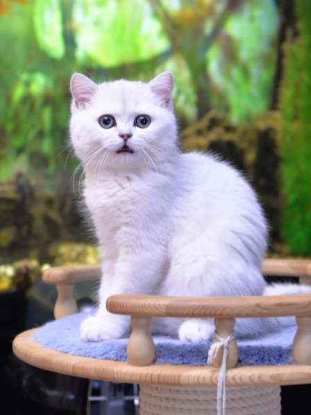 Британский мальчик роскошного окраса в Москве фото 4